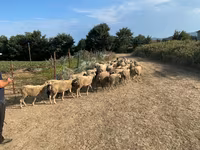 Qoç, Qoyunlar — foto 3