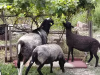 Schaf, Romanov sheep — Foto 1