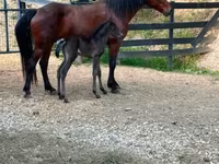 Yegua, Rocky Mountain Horse — foto 8