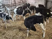 Buğa, Simmental cattle — foto 1