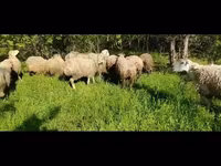 Sheep, Sheep — photo 2