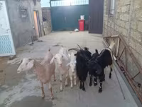 Goat, Goats — photo 1