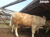 Bulle, Simmental cattle — Foto 5