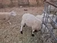 公羊, Cerry Hill sheep — 照片 1