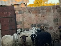 Qoyun, Qoyunlar — foto 2