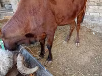 Cow, Cattle — photo 2