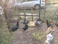 Ducks — 照片 7