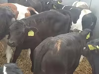 Rinder (Partie, Geschlecht nicht angegeben), Simmental cattle — Foto 2
