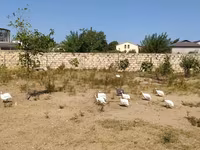 Chickens — Foto 2