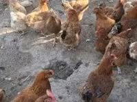 dánská slepice — foto 4
