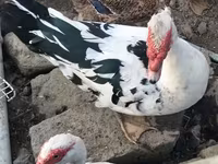 Ducks — الصورة 1
