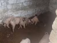 Qaban, Donuzlar — foto 1