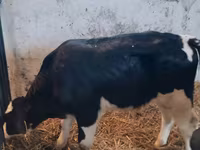 Buğa, Russian Black pied cattle — foto 5