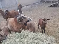 Baran, Cameroon sheep — zdjęcie 5