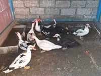 Ducks — Foto 2