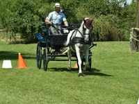 Mare, Lipizzaner — photo 5