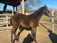 Hengst, Hungarian horse breed — Foto 1