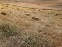 Saman balyaları – düzbucaqlı pres - Yeni biçindən toplanmış, quru və — फ़ोटो 1