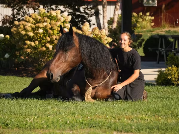 At, Racking Horse