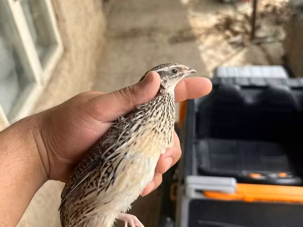 جولدن إيطالي