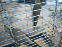 Nymph quşları (Cockatiel) – 2 ədəd, qəfəs və aksesuarlarla birlikdə — photo 3