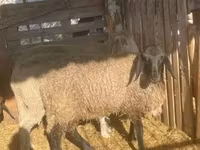 Beran, Tsigai sheep — foto 2