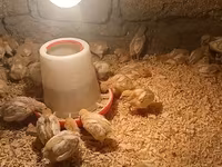 Chickens — फ़ोटो 1