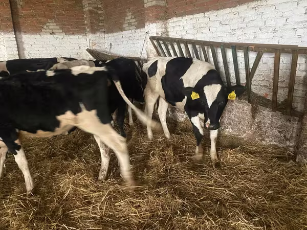 بقرة, Russian Black pied cattle