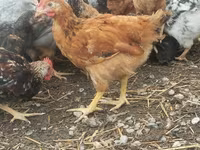 Chickens — photo 1