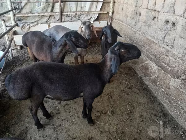 Carnero, Ovejas