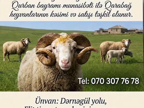 Qoç, Qoyunlar — Azərbaycan