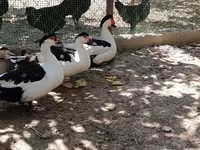 Sağsağan — foto 4
