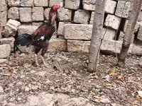 Chickens — photo 7