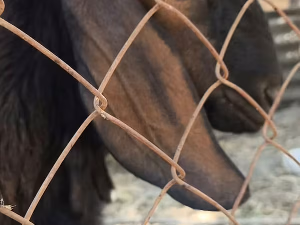 Billy Goat, Nubian Goat