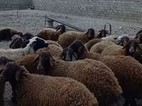 Qoç, Karakul sheep — foto 2