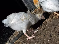 Chickens — Foto 6