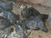 Australian Pit Game fowl — photo 2
