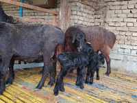 نعجة, Hissar sheep — الصورة 2
