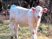 Buğa, Simmental cattle — foto 1