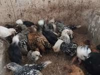 Chickens — photo 3