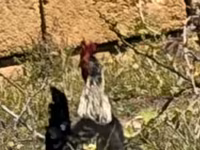 Chickens — photo 5