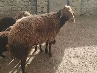 Qoç, Qoyunlar — foto 4