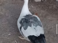 Ducks — Foto 6