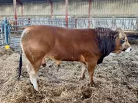 Бик, Partenaise cattle — фото 6