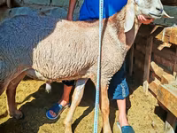 Qoç, Arashan sheep — foto 2