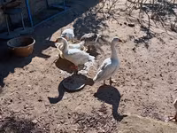 Geese — Foto 3