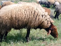 Sheep, Sheep — photo 2