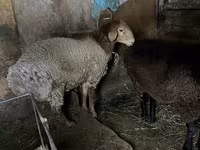 Qoç, Rhon sheep — foto 2