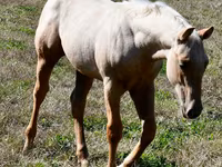 Koń, Quarter Horse — zdjęcie 8