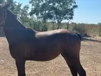 Égua, Nonius horse — foto 4